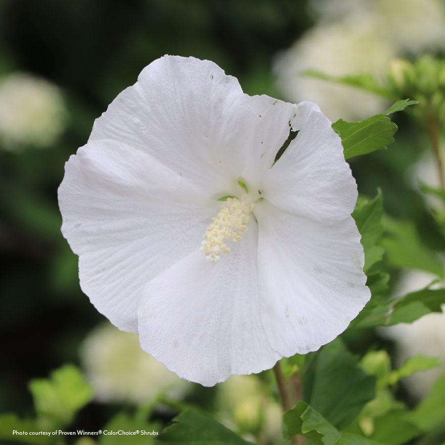 Hibiscus Paraplu&reg; Pure White Rose of Sharon Image