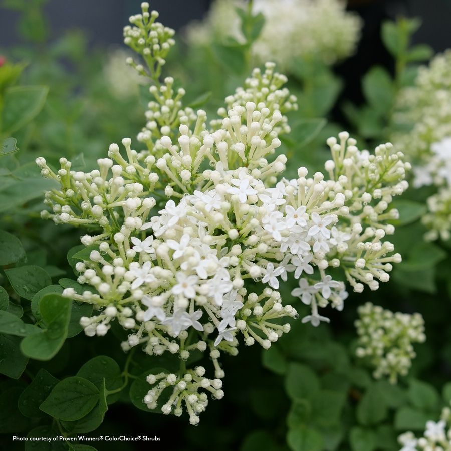 Syringa  Bloomerang Showmound&reg; Reblooming Lilac Image