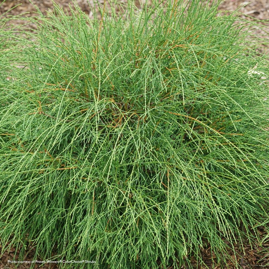 Thuja Whip It Good&reg; Arborvitae Image