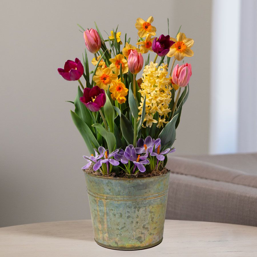 Spring Jewel Bulb Garden Image