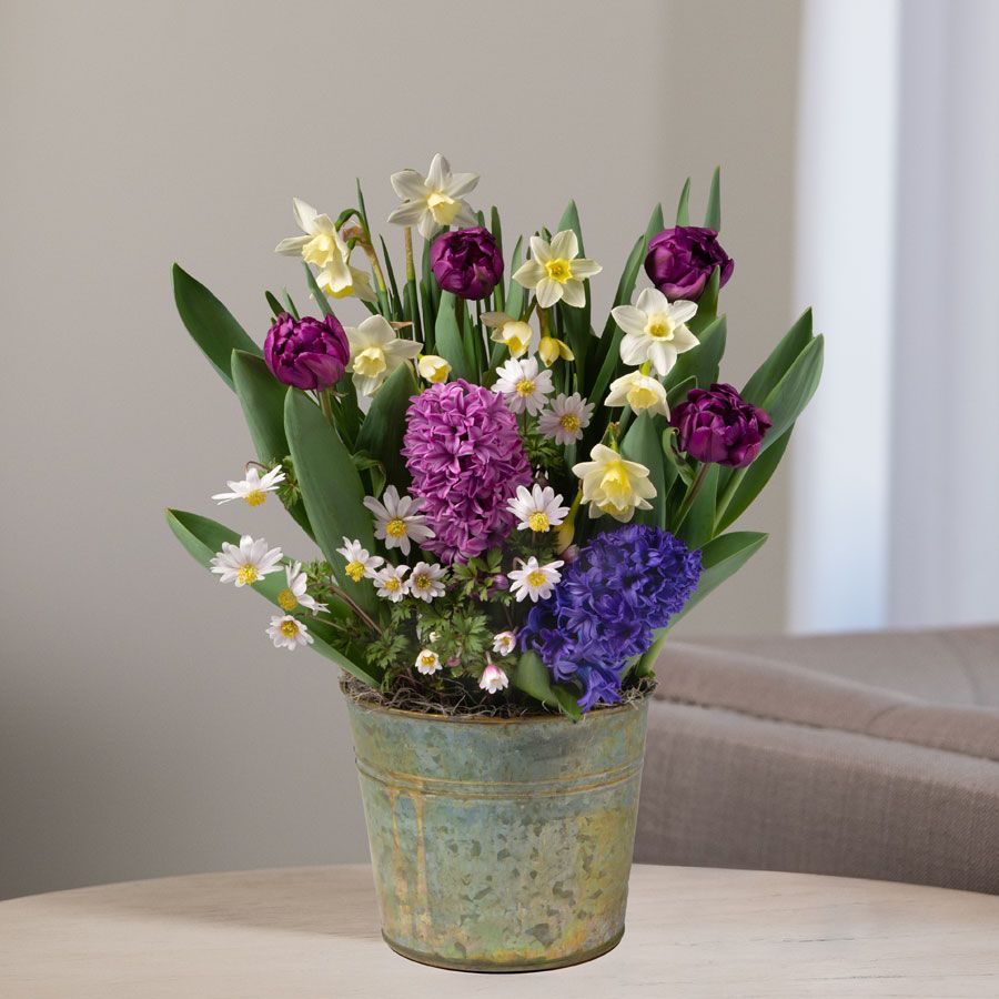 Spring Meadow Bulb Garden Image