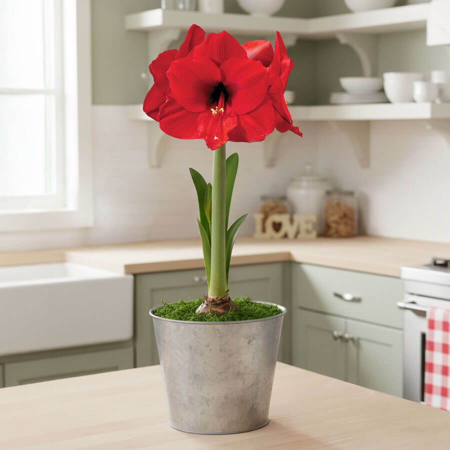 Bright Promise Red Lion Potted Amaryllis Bulb Image