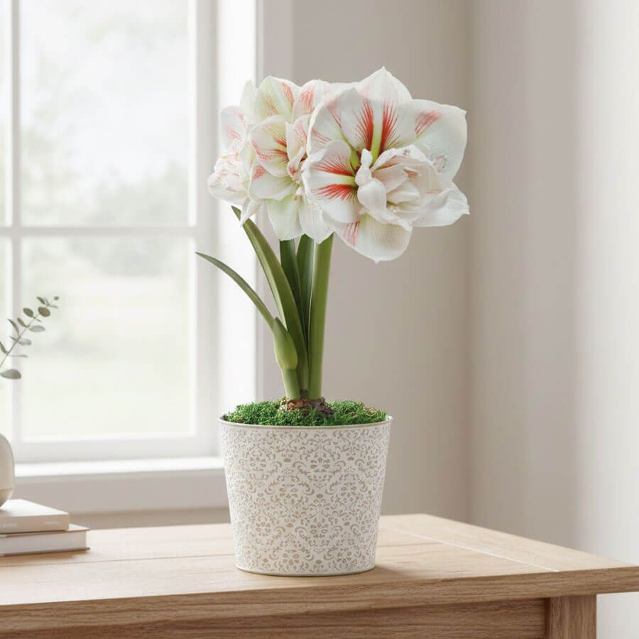 Spring Elegance Double Nymph Potted Amaryllis Bulb Image