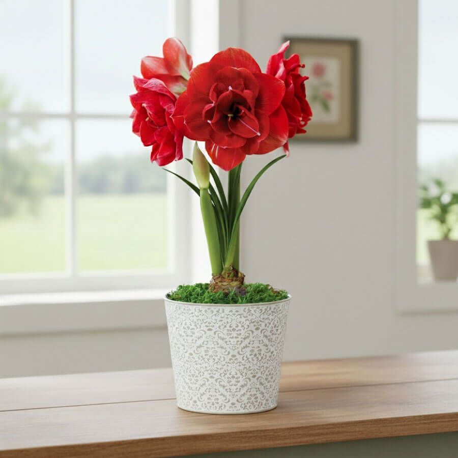 Vibrant Awakening Cherry Nymph Potted Amaryllis Bulb Image