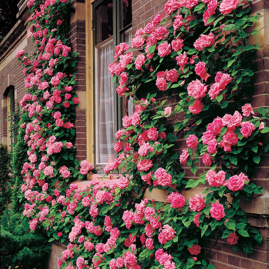Zephirine Drouhin Climbing Rose Image