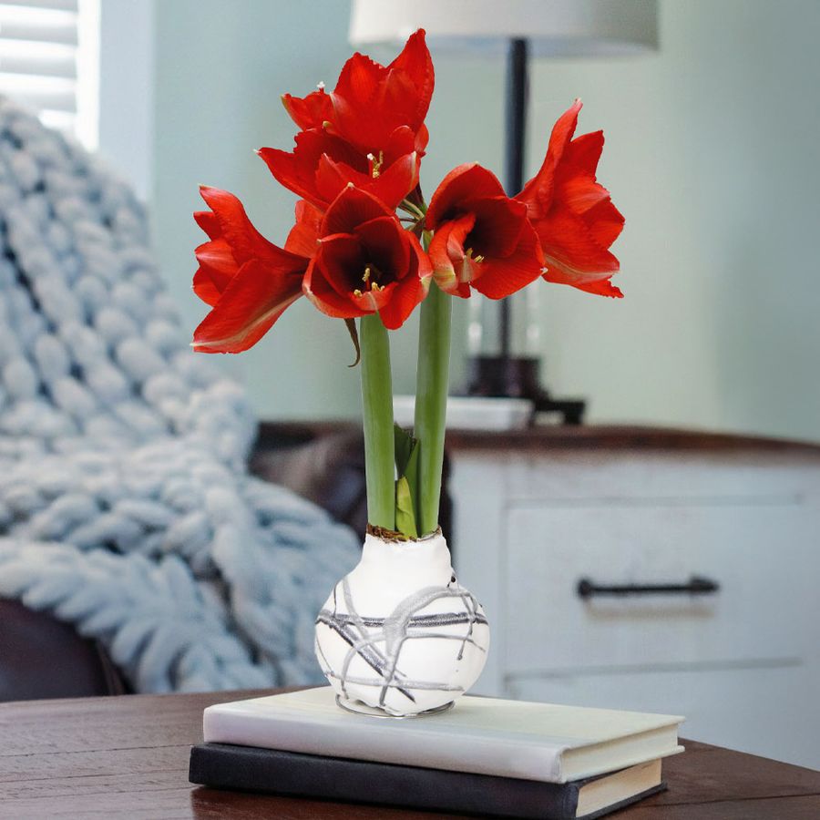 White and Gray Swirled Waxed Amaryllis Image