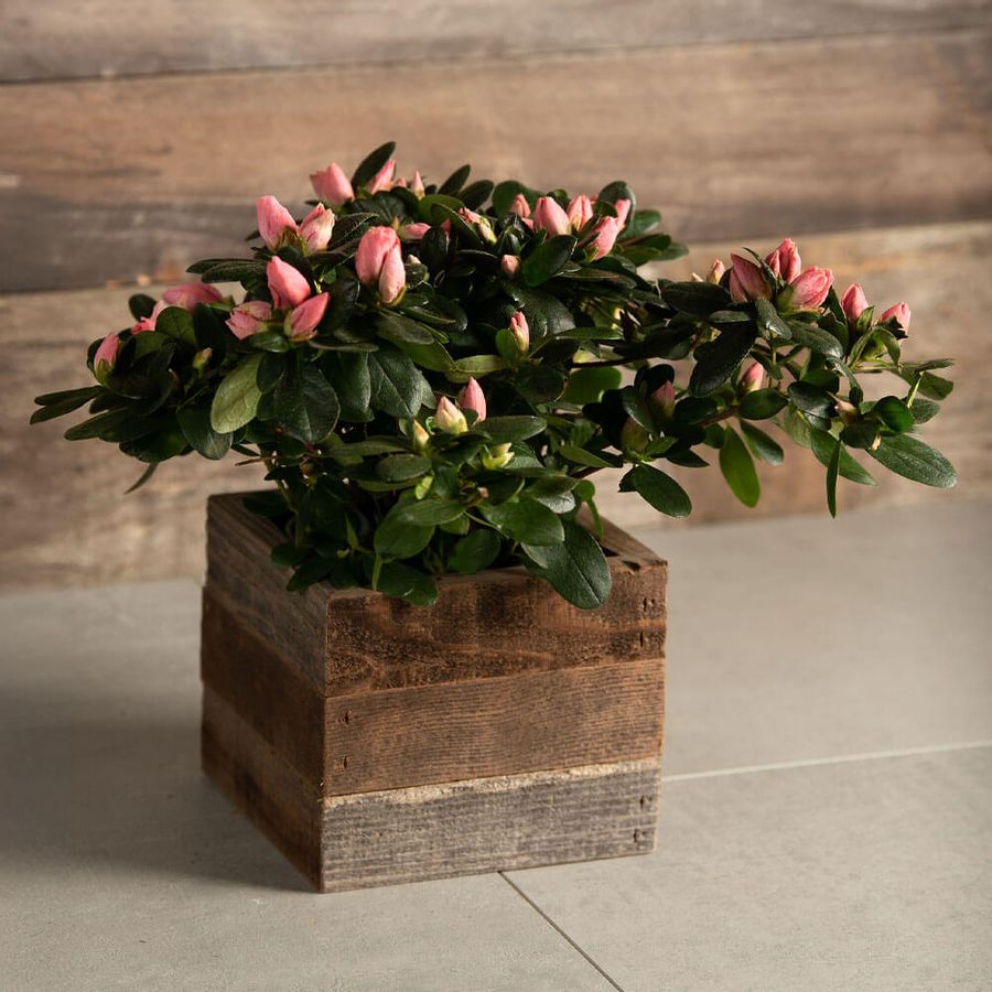 Perfectly Pink Azalea Gift Plant Image