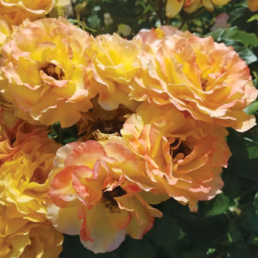 Ruffled Romance Floribunda Rose Image