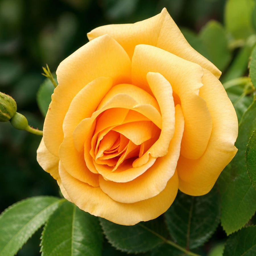 Lady Hillingdon Tea Rose Image