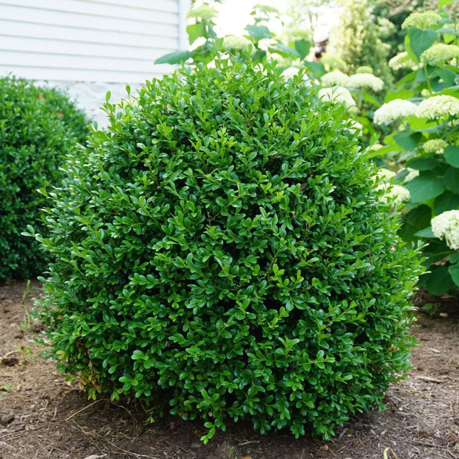 Buxus NewGen Independence&reg; Boxwood Image