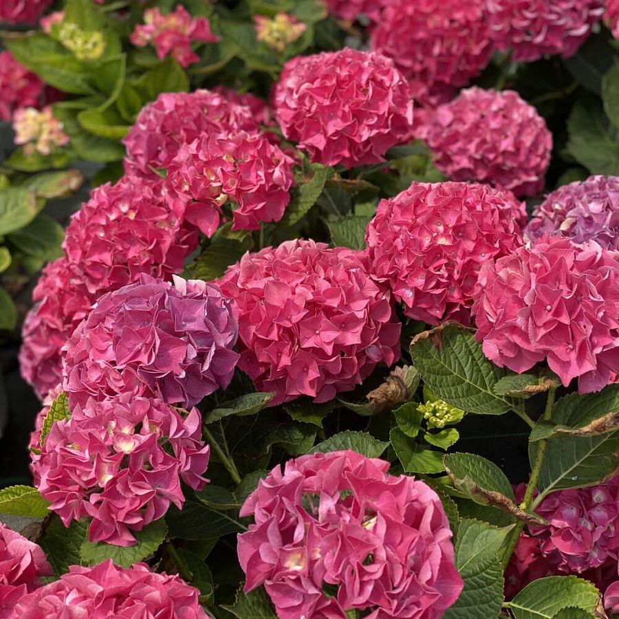 Hydrangea Wee Bit Giddy&reg; Bigleaf Hydrangea Image