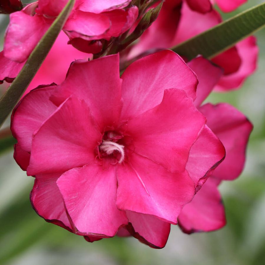 Nerium Ole!&reg; Bicolor Red Oleander Image