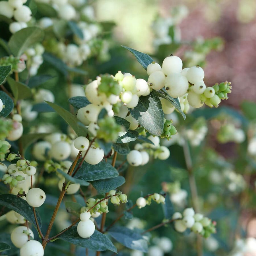 Symphoricarpos Proud Berry&reg; Pearl Snowberry Image