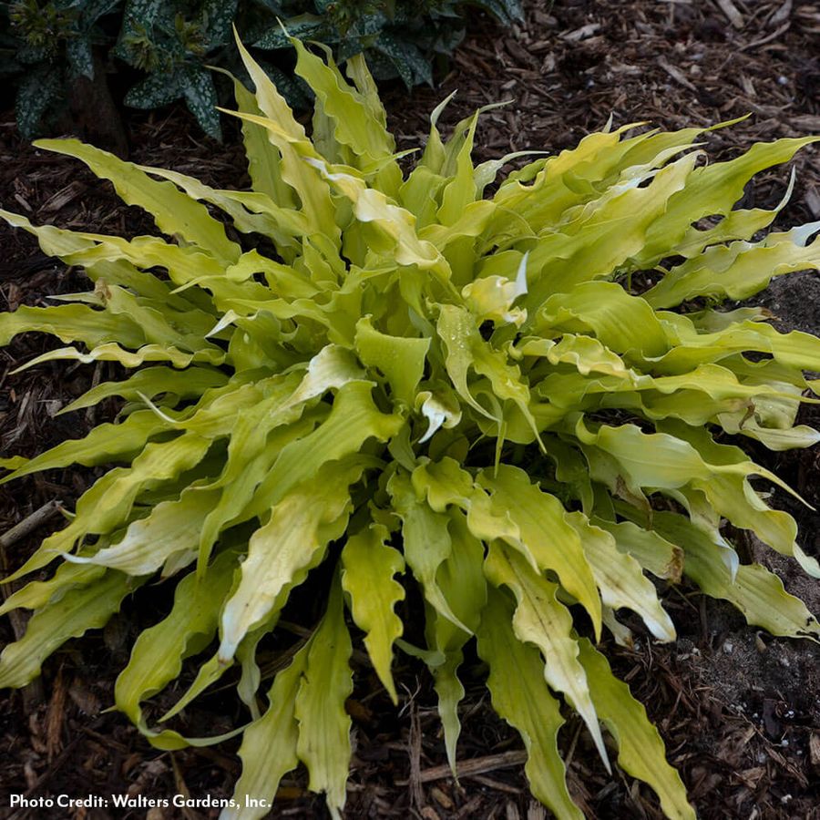 Hosta 'Wiggles and Squiggles' Plantain Lily Image