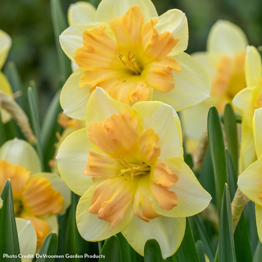 Narcissus Peachy Dream Daffodil Bulbs Image