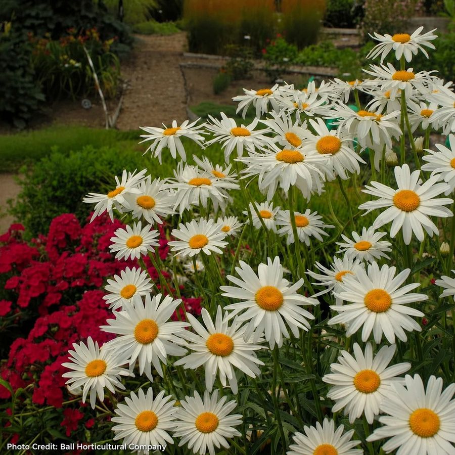 Leucanthemum 'Alaska' Daisy Image