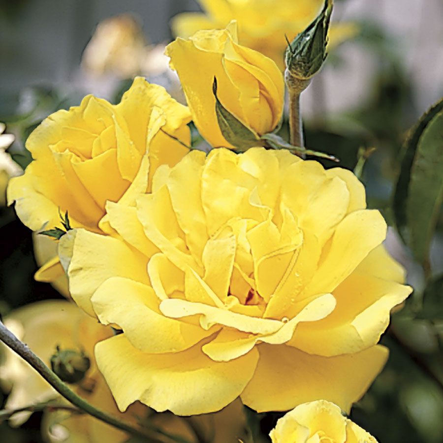 'Golden Showers' Climbing Rose Image