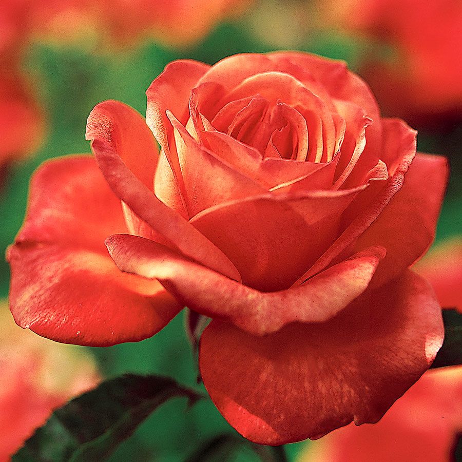 Tropicana Hybrid Tea Rose Image