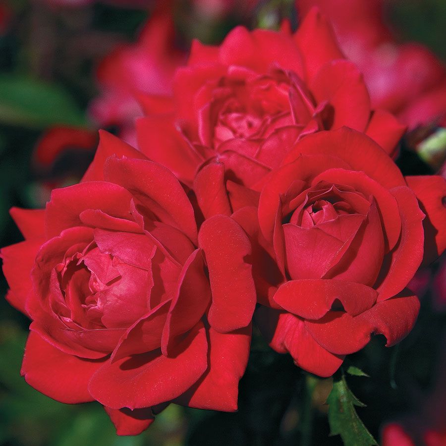 Double Knock Out&reg; Shrub Rose Image