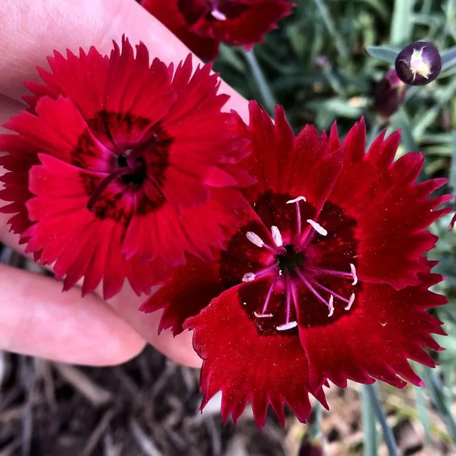 Dianthus Rescue Rovers Red Dianthus