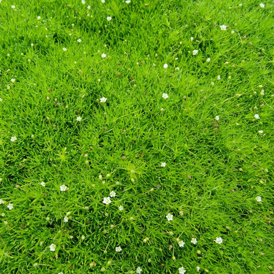 Sagina Irish Moss Image