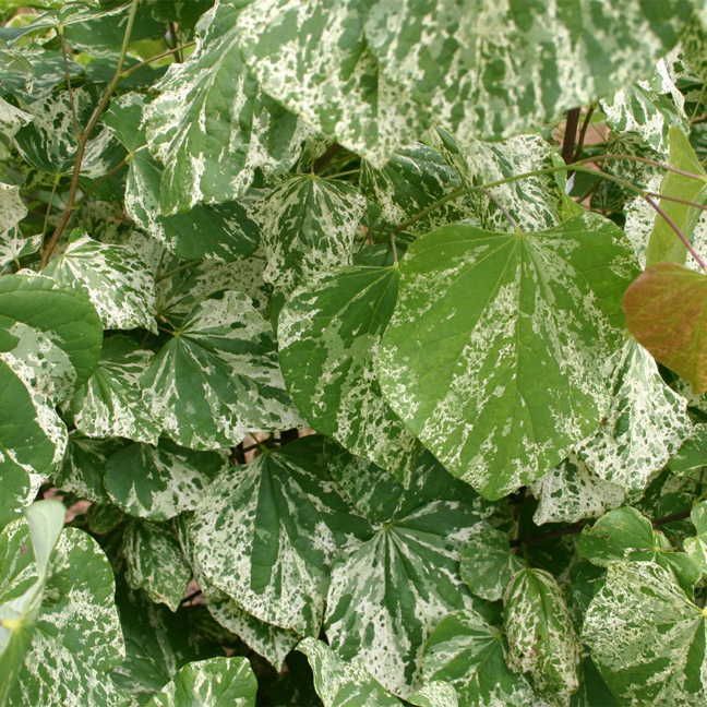 Alley Cat Cercis canadensis Redbud Tree Image