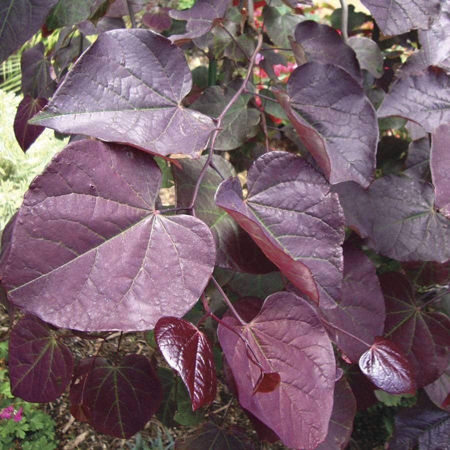 Ruby Falls Redbud Image