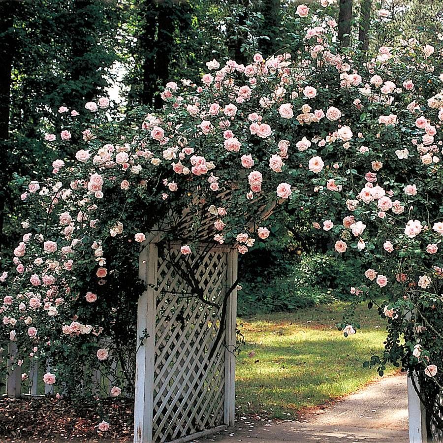 New Dawn Climbing Rose Height New Dawn Climbing Rose QJPL