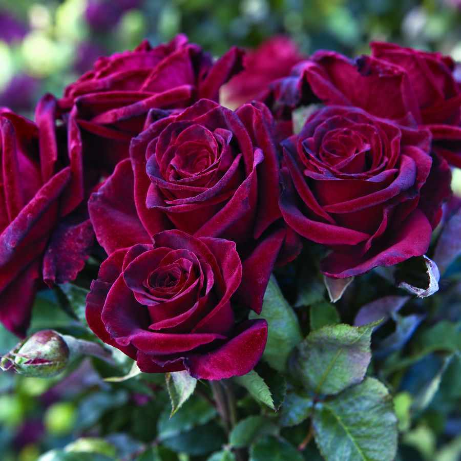 Black Baccara&reg; Hybrid Tea Rose Image